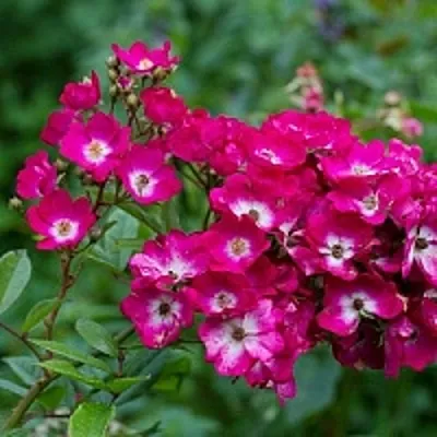 Саженцы роз МАРДЖОРИ ФЕЙР полиантовая  Саженцы роз МАРДЖОРИ ФЕЙР полиантовая в Якутске