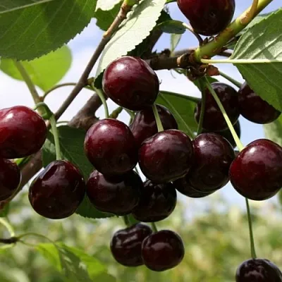 Вишня СВЕРДЛОВЧАНКА степная в Якутске