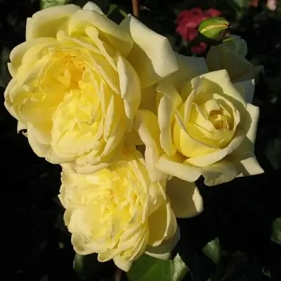 Саженцы роз КАЗИНО плетистая  Саженцы роз КАЗИНО плетистая в Якутске