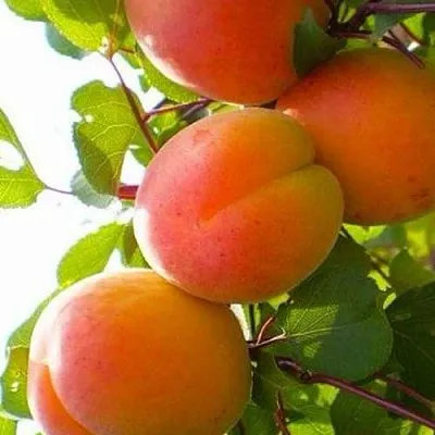 Абрикос КРЫМСКИЙ АМУР в Якутске