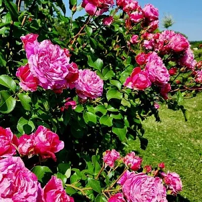 Саженцы роз ИНЕС САСТР плетистая  Саженцы роз ИНЕС САСТР плетистая в Якутске