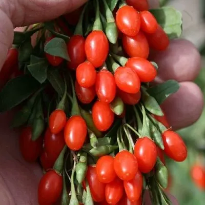 Годжи КОРЕАН БИГ — описание сорта Годжи КОРЕАН БИГ в Якутске