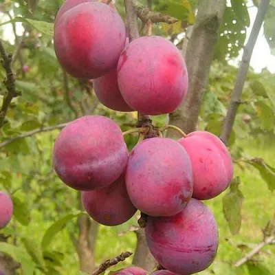 Слива ЭДИНБУРГСКАЯ  Слива ЭДИНБУРГСКАЯ в Якутске