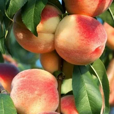 Персик ЛОЙКО 2 в Якутске