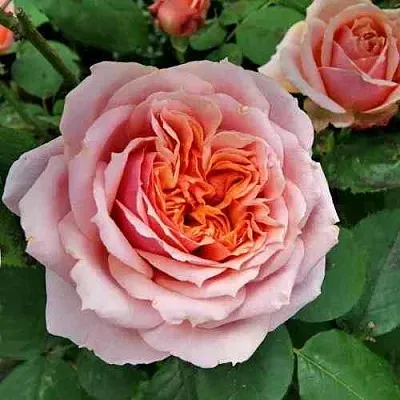 Саженцы роз ПОЛЬ БОКЮЗ шраб  Саженцы роз ПОЛЬ БОКЮЗ шраб в Якутске