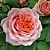 Саженцы роз ПОЛЬ БОКЮЗ шраб в Якутске