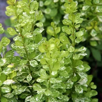 Барбарис ПАУ ВАУ тунберга  Барбарис ПАУ ВАУ тунберга в Якутске