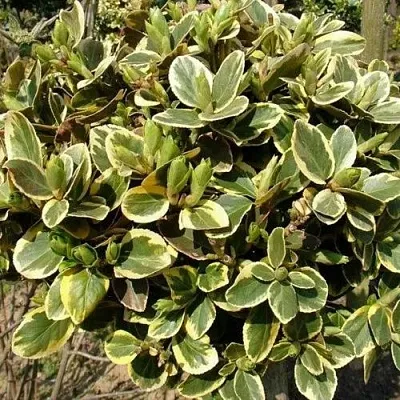 Бересклет КАНАДЕЙЛ ГОЛД   Бересклет КАНАДЕЙЛ ГОЛД  в Якутске