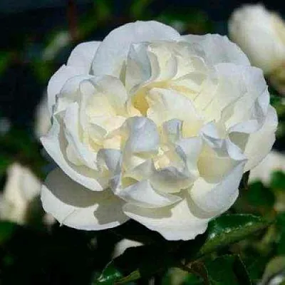 Саженцы роз ВАЙТ МЕЙДИЛАНД почвопокровная  Саженцы роз ВАЙТ МЕЙДИЛАНД почвопокровная в Якутске