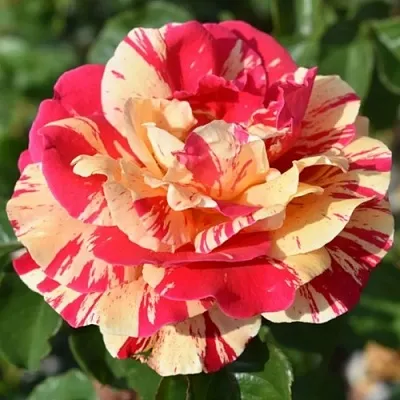 Саженцы роз ВАНИЛЛА ФРАЙЗ плетистая  Саженцы роз ВАНИЛЛА ФРАЙЗ плетистая в Якутске