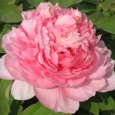 Пион ИМПЕРАТОРСКАЯ НАЛОЖНИЦА древовидный в Якутске