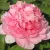Пион ИМПЕРАТОРСКАЯ НАЛОЖНИЦА древовидный — описание сорта Пион ИМПЕРАТОРСКАЯ НАЛОЖНИЦА древовидный в Якутске