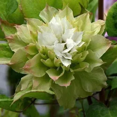 Клематис СЕН-НО-КЕЙЗ  Клематис СЕН-НО-КЕЙЗ в Якутске