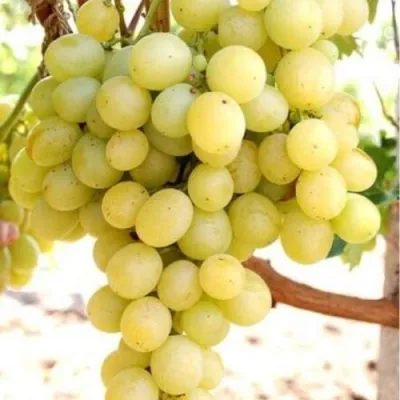 Виноград ТАЛИСМАН в Якутске