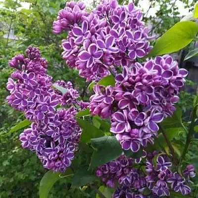 Сирень СЕНСАЦИЯ в Якутске