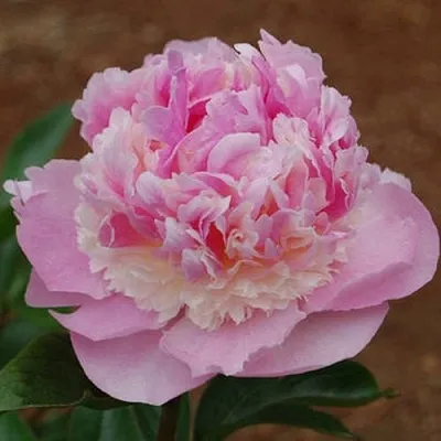 Пион ЭНДЖЕЛ ЧИКС травянистый  Пион ЭНДЖЕЛ ЧИКС травянистый в Якутске