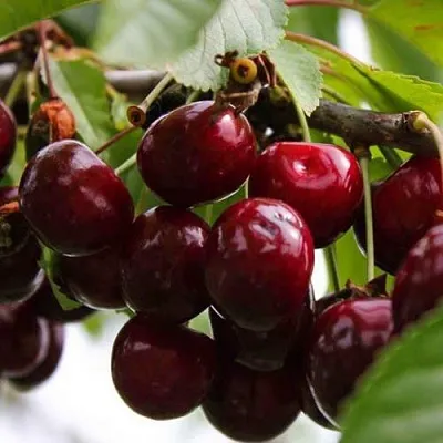 Вишня НОВОДВОРСКАЯ в Якутске