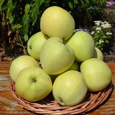 Яблоня ПАПИРОВКА  Яблоня ПАПИРОВКА в Якутске