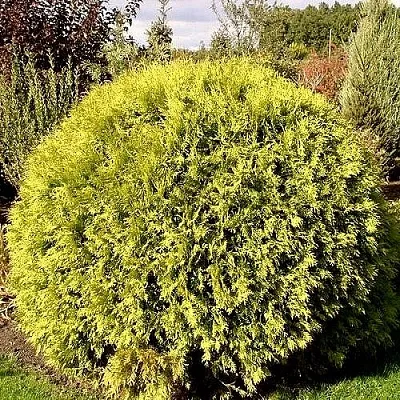 Туя ГЛОБОЗА АУРЕА западная  Туя ГЛОБОЗА АУРЕА западная в Якутске