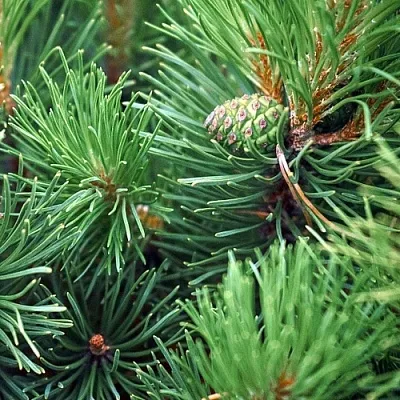 Сосна в Якутске