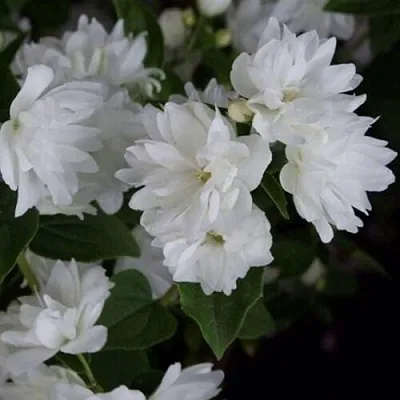 саженцы чубушника