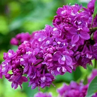 Сирень ОГНИ ДОНБАССА в Якутске