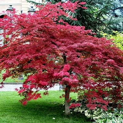 Клен пальмолистный в Якутске