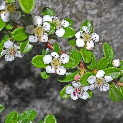 Кизильник ТАНГСТЕДТ горизонтальный  в Якутске
