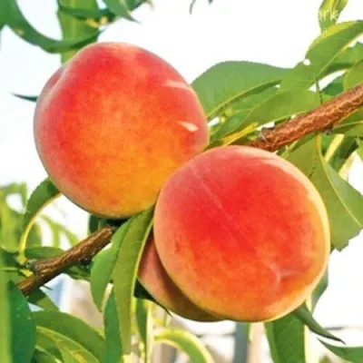 Персик ОНТАРИО — описание сорта Персик ОНТАРИО в Якутске