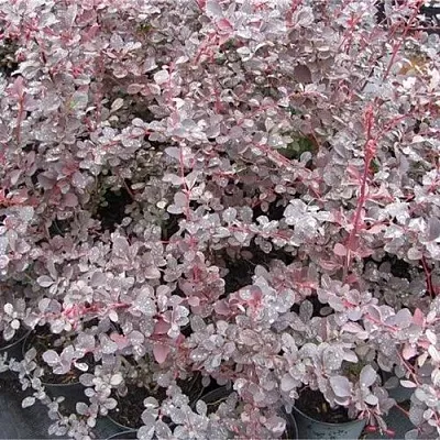 Барбарис СИЛЬВЕР МИЛЕС оттавский   Барбарис СИЛЬВЕР МИЛЕС оттавский  в Якутске