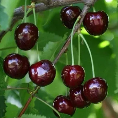 Черешня НАРОДНАЯ  Черешня НАРОДНАЯ в Якутске