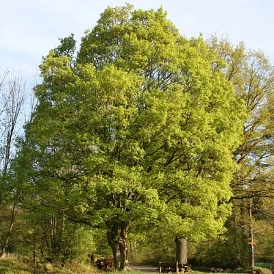 Клен полевой в Якутске