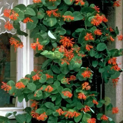 Жимолость ДРОМПОР СКАРЛЕТТ брауна в Якутске