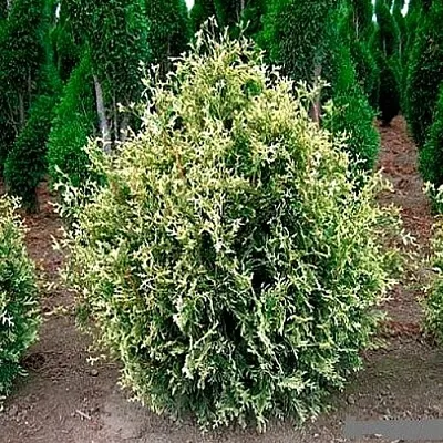 Туя ГОЛД ПЕРЛ западная  Туя ГОЛД ПЕРЛ западная в Якутске