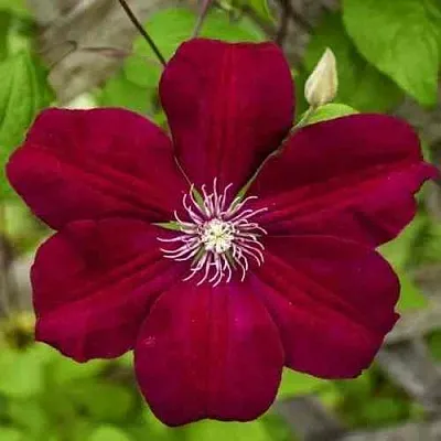 Клематис РУЖ КАРДИНАЛ в Якутске