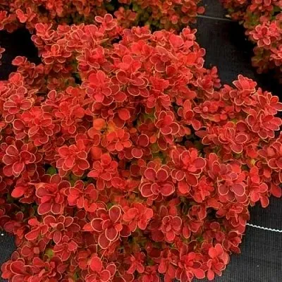 Барбарис РЕД ХОТ ЧИЛИ тунберга  Барбарис РЕД ХОТ ЧИЛИ тунберга в Якутске