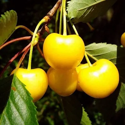 Черешня ЖУРБА  Черешня ЖУРБА в Якутске