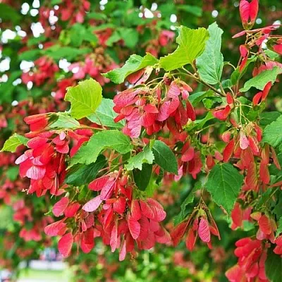 Клен татарский в Якутске