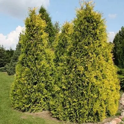 Туя АУРЕОСПИКАТА западная  Туя АУРЕОСПИКАТА западная в Якутске