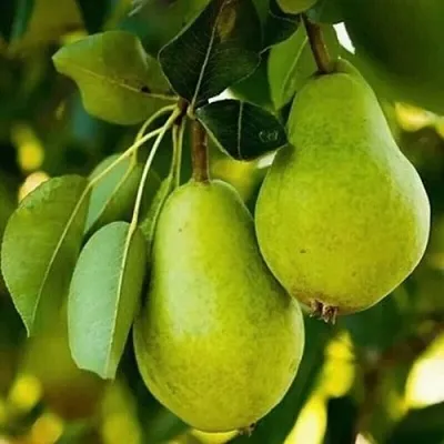 Груша СЕВЕРЯНКА колонновидная в Якутске