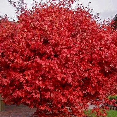 Клен гиннала  в Якутске