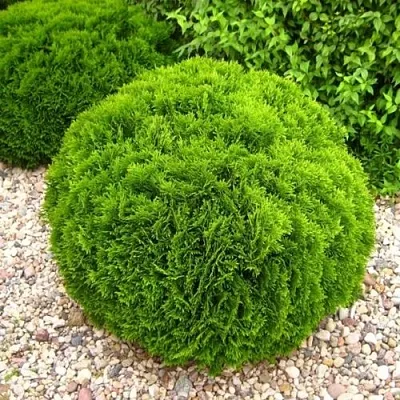 Туя ДАНИКА западная  Туя ДАНИКА западная в Якутске