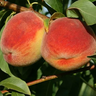 Персик МАРИЯ в Якутске