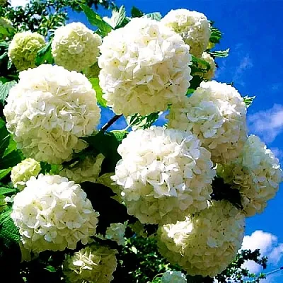 Калина БУЛЬДЕНЕЖ  Калина БУЛЬДЕНЕЖ в Якутске