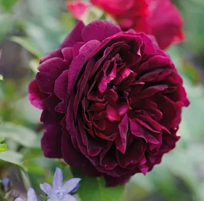 Саженцы роз МАНСТЕД ВУД английская  Саженцы роз МАНСТЕД ВУД английская в Якутске