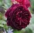 Саженцы роз МАНСТЕД ВУД английская в Якутске