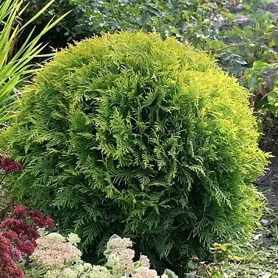 Туя ЕЛЛОУ ГЛОБ западная  Туя ЕЛЛОУ ГЛОБ западная в Якутске