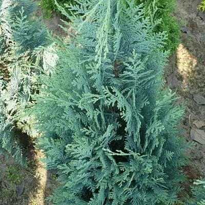 Кипарисовик КОЛУМНАРИС лавсона в Якутске