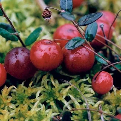 Клюква МАК ФАРЛИН  Клюква МАК ФАРЛИН в Якутске