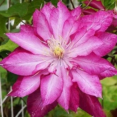 Клематис КАЕН в Якутске